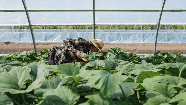 Factors to Look into When Settling for a Green House