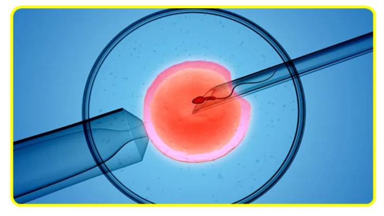 Is the Fear of IVF Treatment Stopping You? Read this Guide To Learn Everything About IVF.
